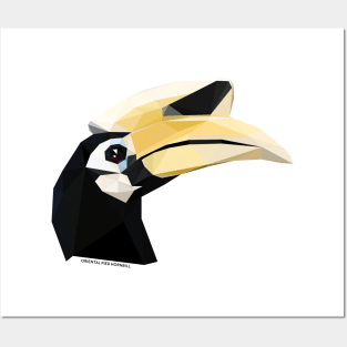 Oriental Pied Hornbill Posters and Art